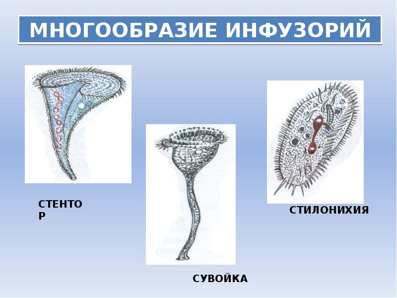 Тип инфузории презентация 7
