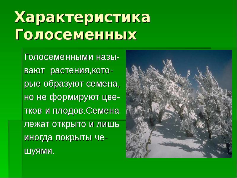 Каковы особенности голосеменных растений. Голосемянные характеристики. Характеристика отдела голосеменных растений. Характеристика голосеменных растений 7 класс биология. Краткая характеристика отдела Голосеменные.