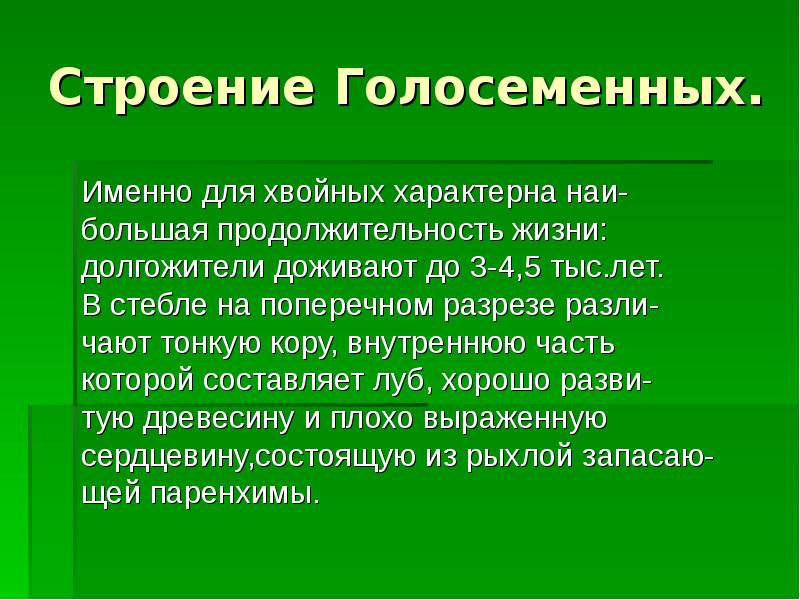 Продолжительность жизни голосеменных. Долгожители Голосеменные. Что для хвойных не характерно.