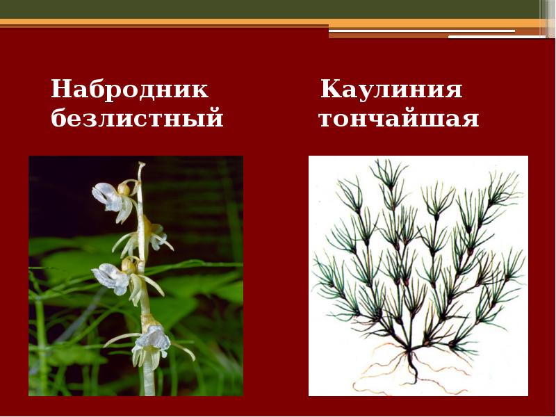 Красная книга новгородской. Растения красной книги Новгородской области. Редкие растения Новгородской области.