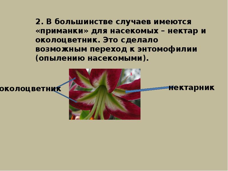 Ароморфоз покрытосеменных примеры. Ароморфозы цветковых растений. Ароморфозы покрытосеменных. Примеры ароморфоза у растений. Ароморфозы покрытосеменных растений.