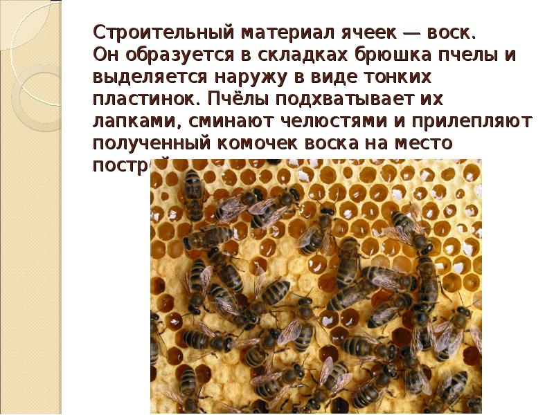 3 пчелы 3 дома. Сообщение о пчеловодстве. Информация о пчелах. Пчеловодство презентация. Пчеловодство 3 класс.