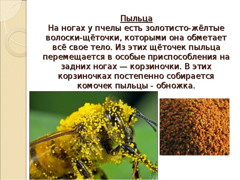 Пыльца это 3. О пчелах для 3 класса. Пыльца на ногах пчел. Приспособления на конечностях пчел. Цветочная пыльца на ножке у пчелы.