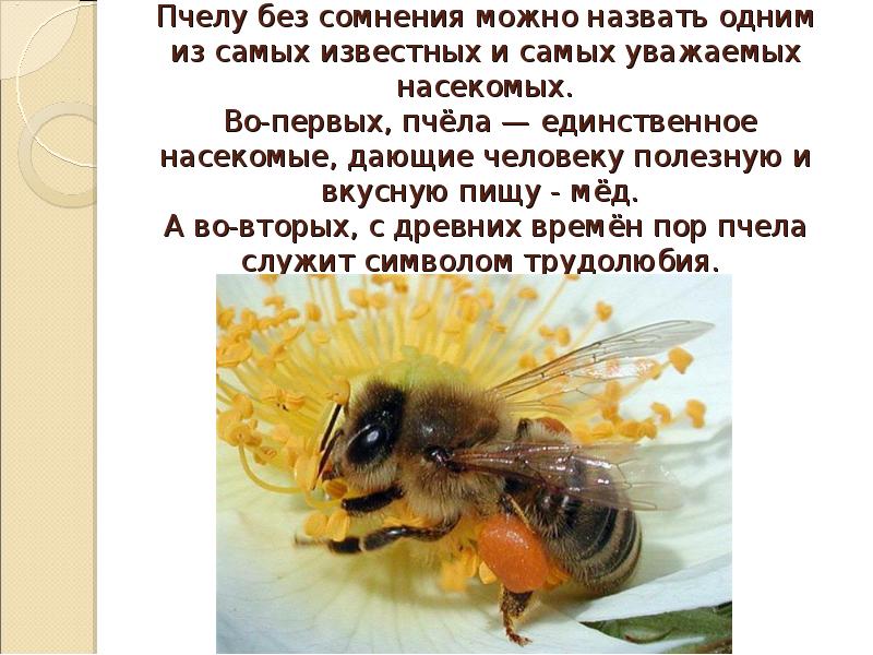 Пчеловодство доклад 3 класс. Информация о пчелах. Тема пчел для презентации. Пчела для презентации. Сообщение о пчелах.