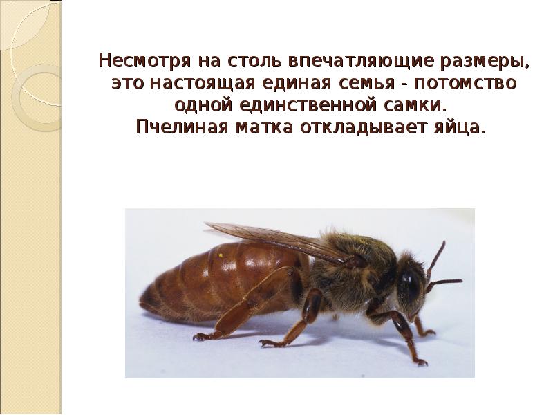 Несмотря на столь впечатляющие размеры, это настоящая единая семья - потомство