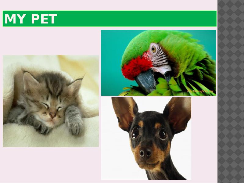 Pets презентация. Тема my Pet. Проект my Pet. Слайд питомцы. My Pet презентация.