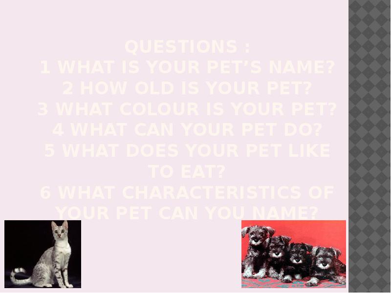 my pet презентация, доклад, проект