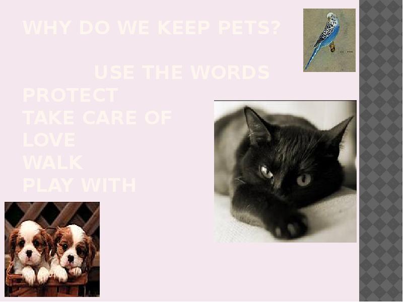 my pet презентация, доклад, проект