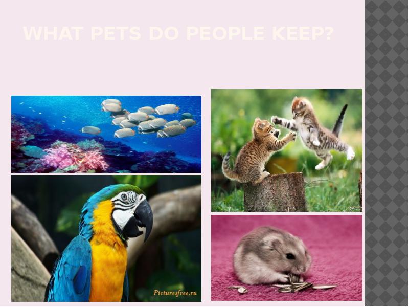 What pets can do