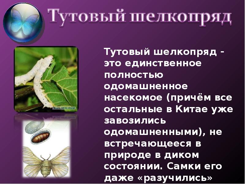 Рассмотрите изображение одомашненного насекомого как называют это насекомое какую пользу гусеница