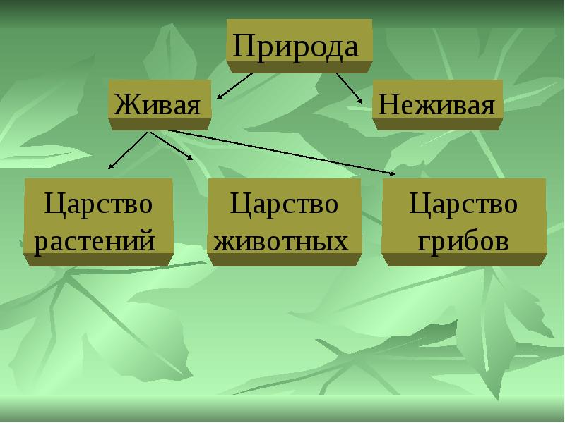 В стране грибов