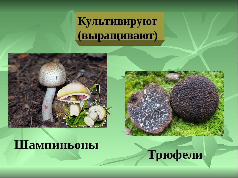 Культивированные грибы и условия выращивания. Культивируемые грибы. Шампиньоны культивируемые. Шампиньоны для презентации. Искусственно выращенные грибы.