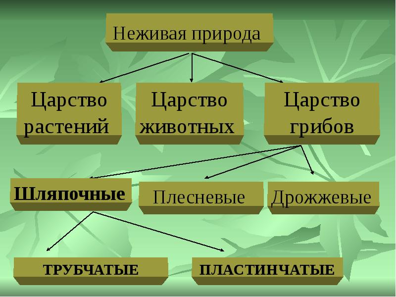 Гриб относится к живой природе