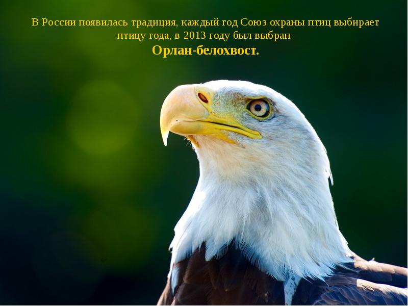 В России появилась традиция, каждый год Союз охраны птиц выбирает птицу