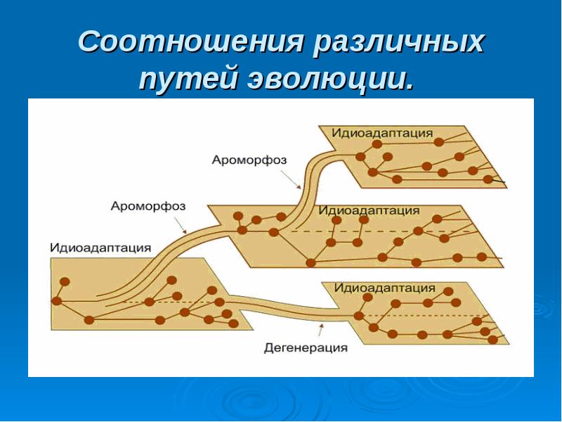 Главные направления эволюции презентация