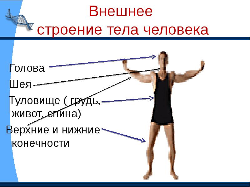 Организм человека 3 класс презентация. Строение тела человека. Внешнее строение тела человека. Sytiytt строение человека. Строение человека внешнее туловище.