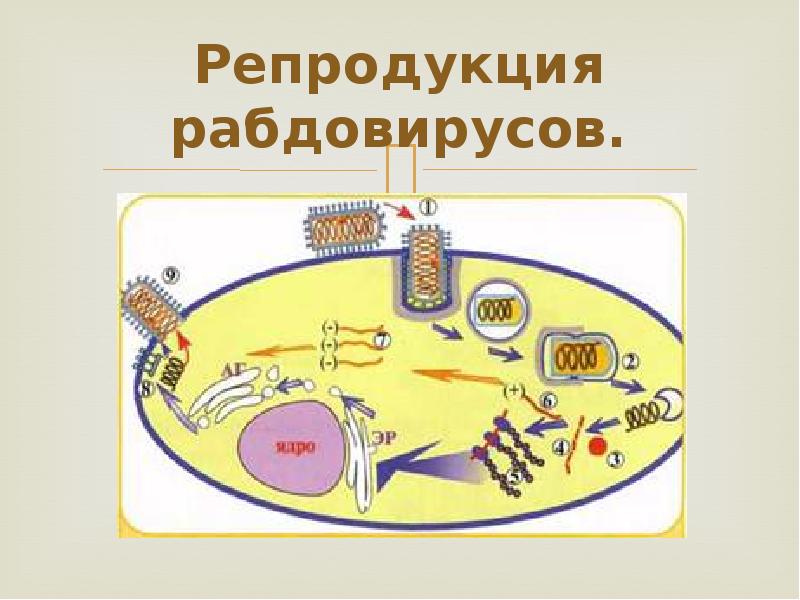 Рабдовирусы микробиология презентация