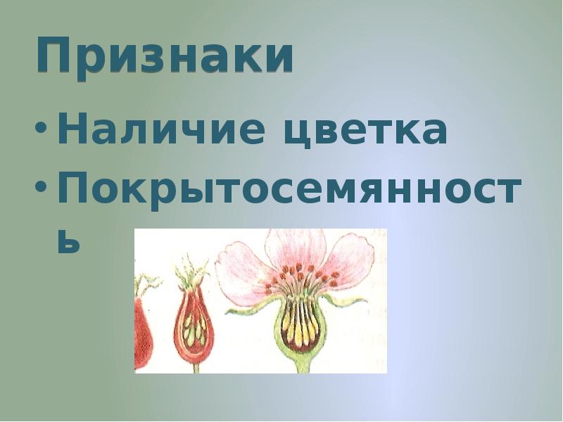 Наличие цветка. Цветы в наличии. Наличие цветков у покрытосеменных. Покрытосемянность.