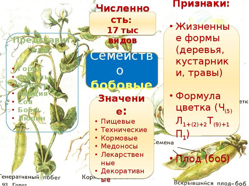 Презентация семейства цветковых растений 6 класс