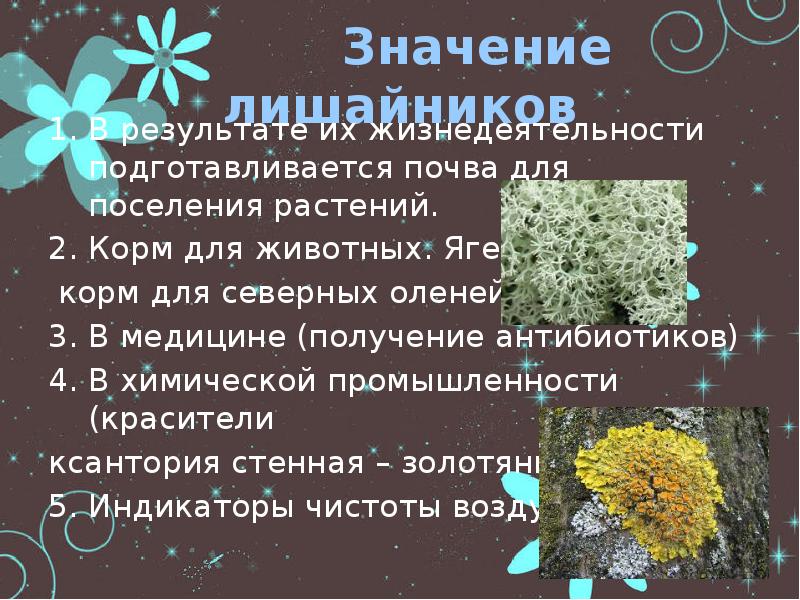 Лишайники 7 класс биология. Лишайники краткое содержание. Лишайники в химической промышленности. Значение лишайников в медицине. Интересные факты о лишайниках презентация.