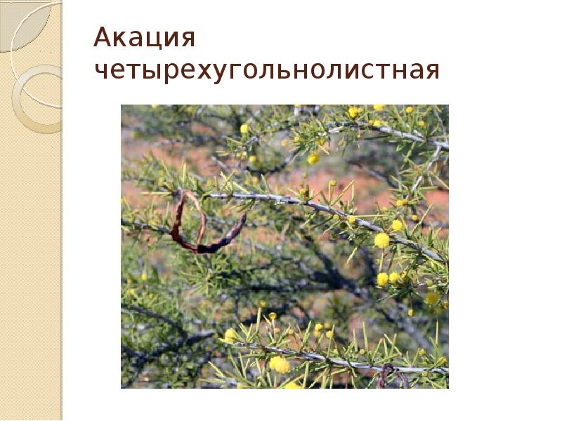 Акация четырехугольнолистная Акация четырехугольнолистная