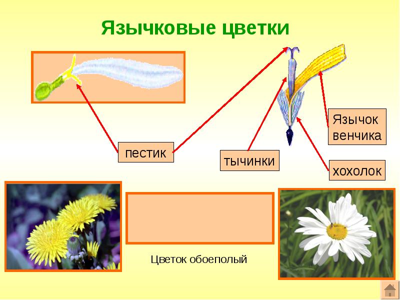 Типы цветков сложноцветных рисунок