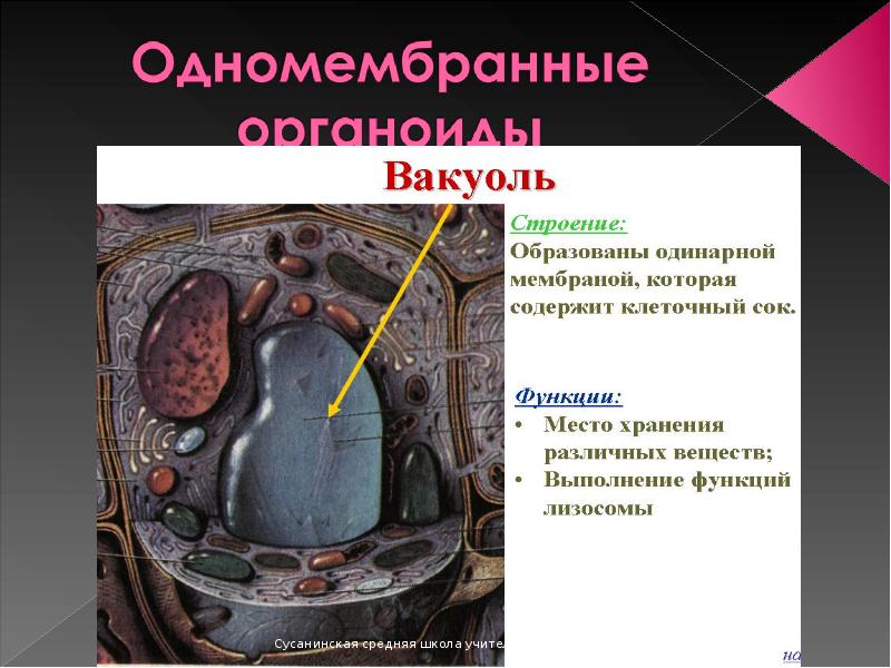 Кто содержит вакуоли с клеточным соком