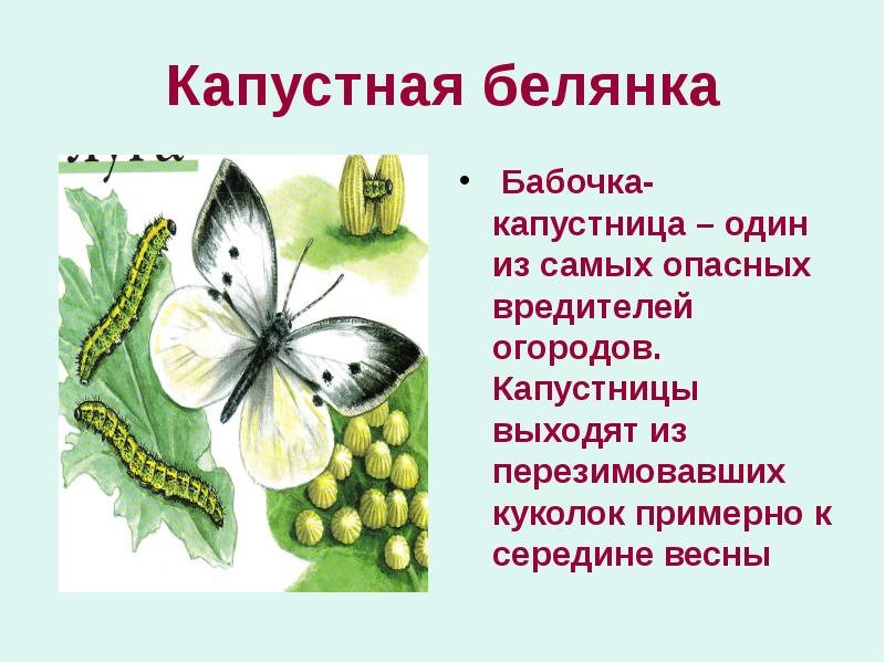 Капустная белянка  Бабочка-капустница – один из самых опасных вредителей огородов.