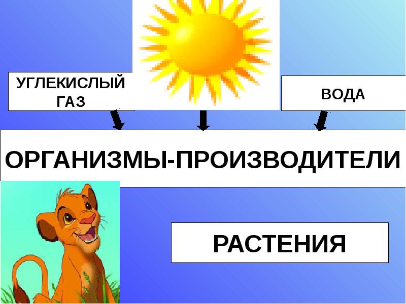 Проект великий круговорот жизни