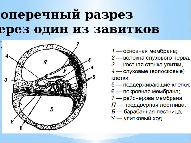 Презентация анатомия и физиология органов речи