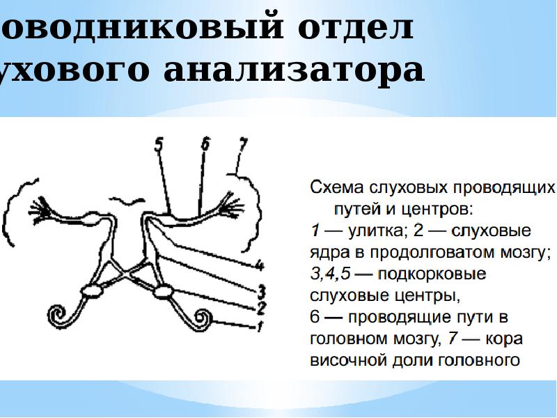 Части анализатора. Отделы центральной части слухового анализатора. Строение центрального отдела слухового анализатора. Структура проводникового отдела слухового анализатора. Периферический отдел слухового анализатора физиология.