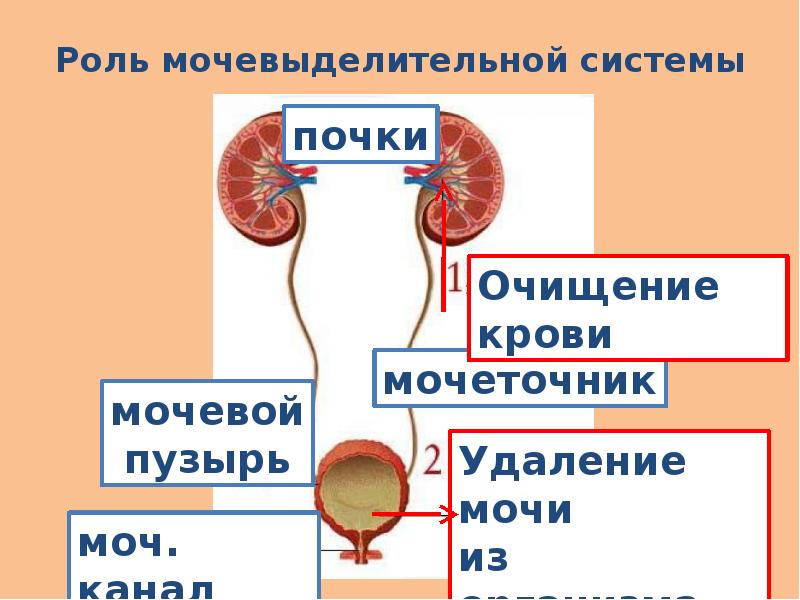 Презентация на тему почки