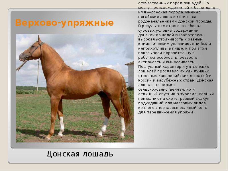Породы лошадей - презентация, доклад, проект