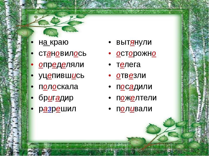 Становится определение. План к изложению родные Березки. Береза изложение 8 класс. Обучающее изложение «береза».. Диковинная береза изложение.