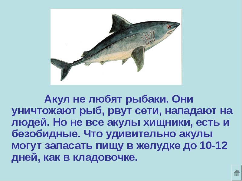 Что помогает акуле. Что помогает акуле добывать пищу. Акула что помогает ему добывать пищу.