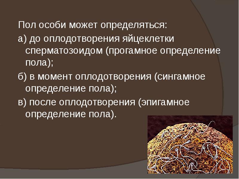 Пол особи может определяться:
Пол особи может определяться:
а) Пол особи может определяться:
Пол особи может определяться:
а)