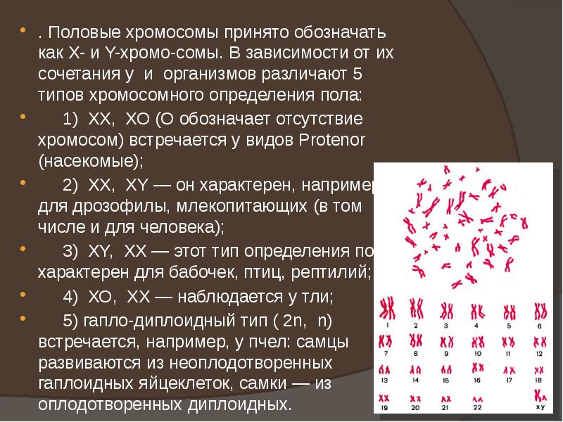 . Половые хромосомы принято обозначать как Х- и Y-хромо-сомы. В зависимости . Половые хромосомы принято обозначать как Х- и Y-хромо-сомы. В зависимости
