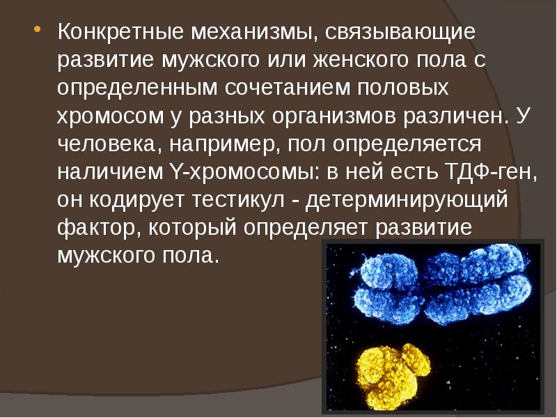 Конкретные механизмы, связывающие развитие мужского или женского пола с определенным сочетанием Конкретные механизмы, связывающие развитие мужского или женского пола с определенным сочетанием