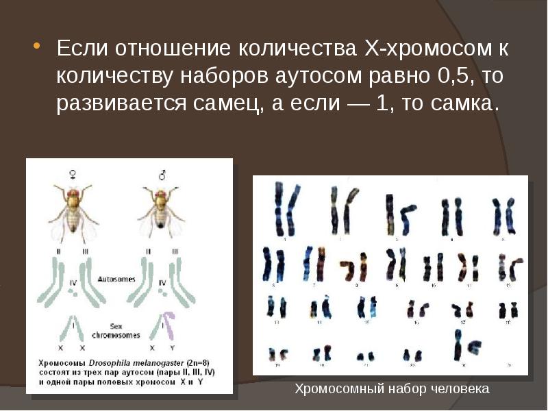 Если отношение количества Х-хромосом к количеству наборов аутосом равно 0,5, то Если отношение количества Х-хромосом к количеству наборов аутосом равно 0,5, то