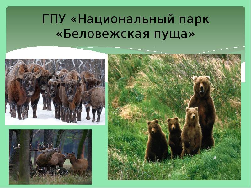 ГПУ «Национальный парк «Беловежская пуща»