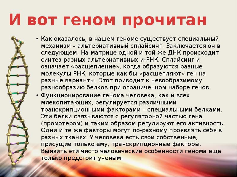 Ген геном презентация