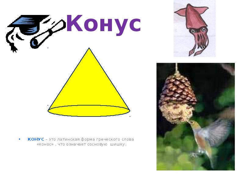 КОНУС – это латинская форма греческого слова «конос» , что означает КОНУС – это латинская форма греческого слова «конос» , что означает