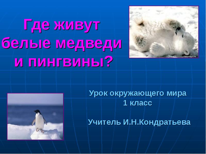 Где живут белые медведи презентация 1 класс окружающий мир плешаков