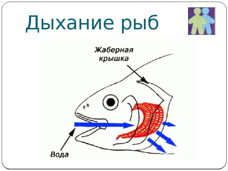 Рыба дышащая легкими. Схема жаберного дыхания рыб. Дыхательная система костных рыб схема. Жаберные крышки строение. Строение жаберной крышки у костных рыб.