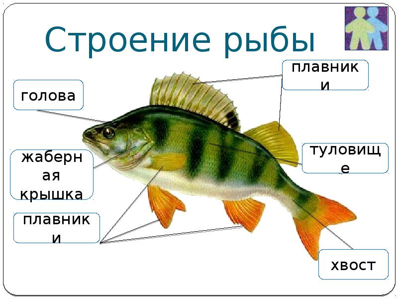 Назовите черты строения древней группы рыб