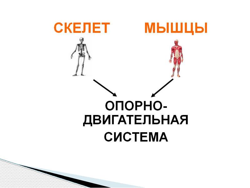 Опора тела и движение 3 класс презентация