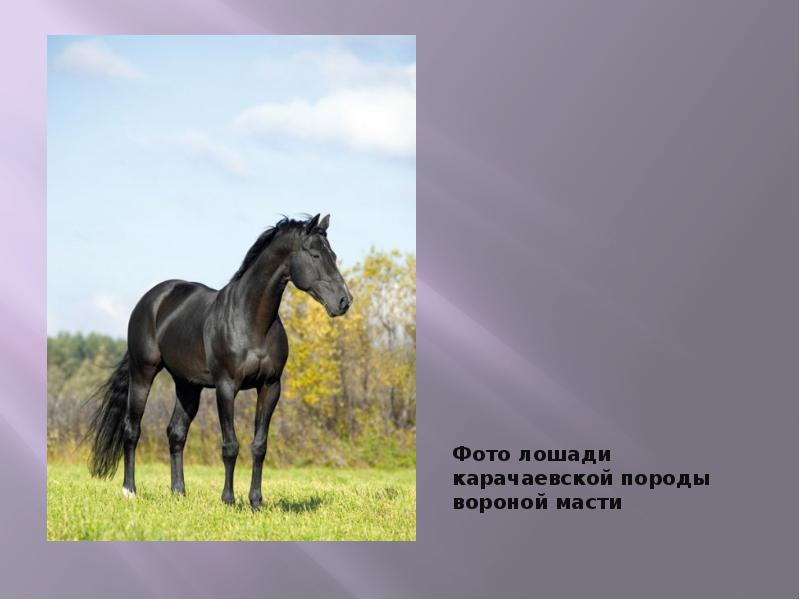 Кабардинская лошадь масть. Лошади вороные Кабардинская порода. Вороной конь Кабардинской породы. Кабардинская и карачаевская порода лошадей отличия. Карачаевская порода лошадей.