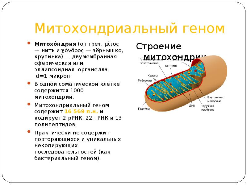 Митохондриальная ева презентация