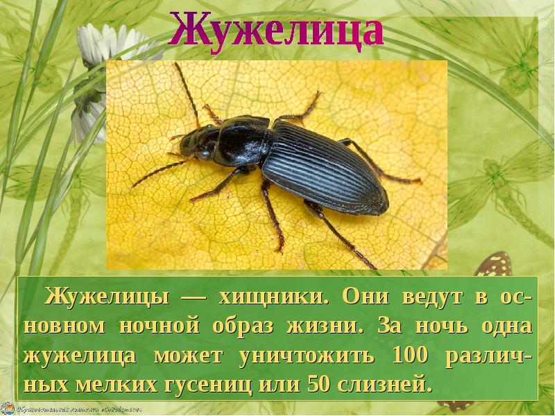 Жизнь насекомых весной. Доклад о насекомых. Сообщение о жужелице. Сообщение о весенних насекомых. Какие насекомые появляются весной.