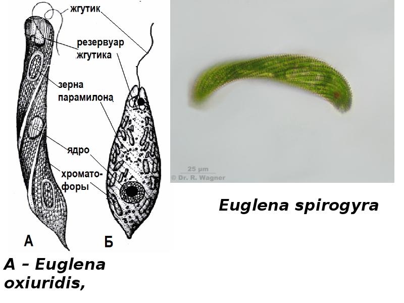 хроматофор у эвглены зеленой. эвглена реснички. строение жгутика клетки. парамилон у эвглены. эвглена реснички.